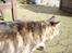 Huskat Mis