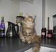 Maine Coon Belisha Girl`Cassiopeia