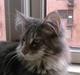 Maine Coon Vingsted's Blue Diamond