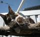 Maine Coon  Coon Danica's Panter Pri