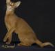 Abyssinier Sundisk Givenchy Xeryus R