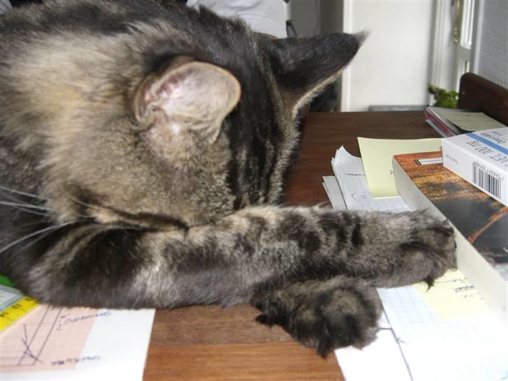 Maine Coon chewee - jeg sover - hvis du skulle være i tvivl billede 5