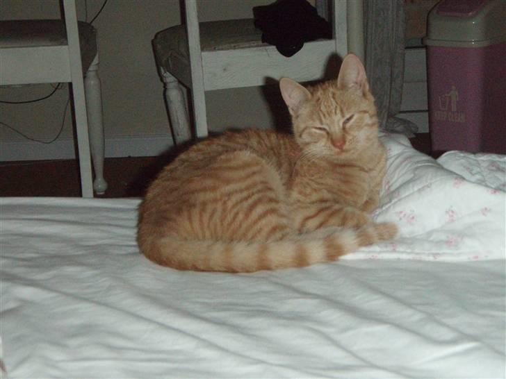 Huskat Leonora. - Lille smukke Leonora!!<3 billede 9