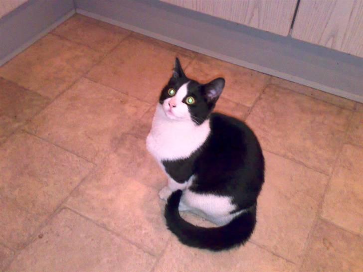 Blanding af racer IB (R.I.P) billede 1