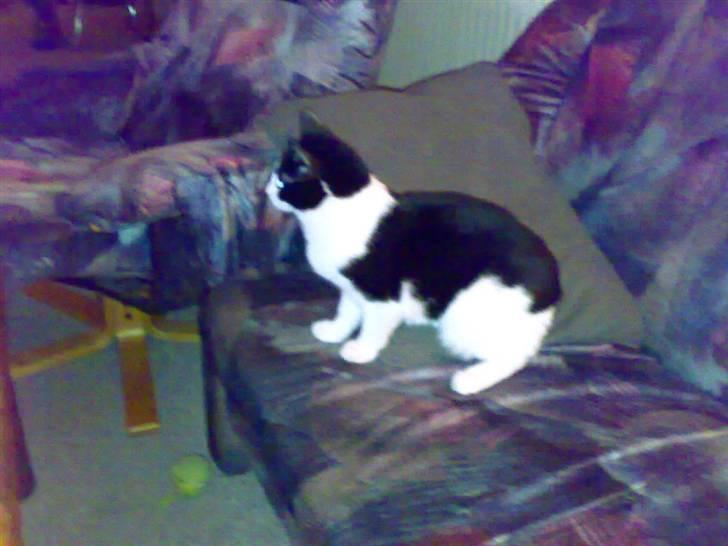 Blanding af racer IB (R.I.P) billede 2