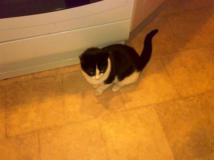 Blanding af racer IB (R.I.P) billede 3