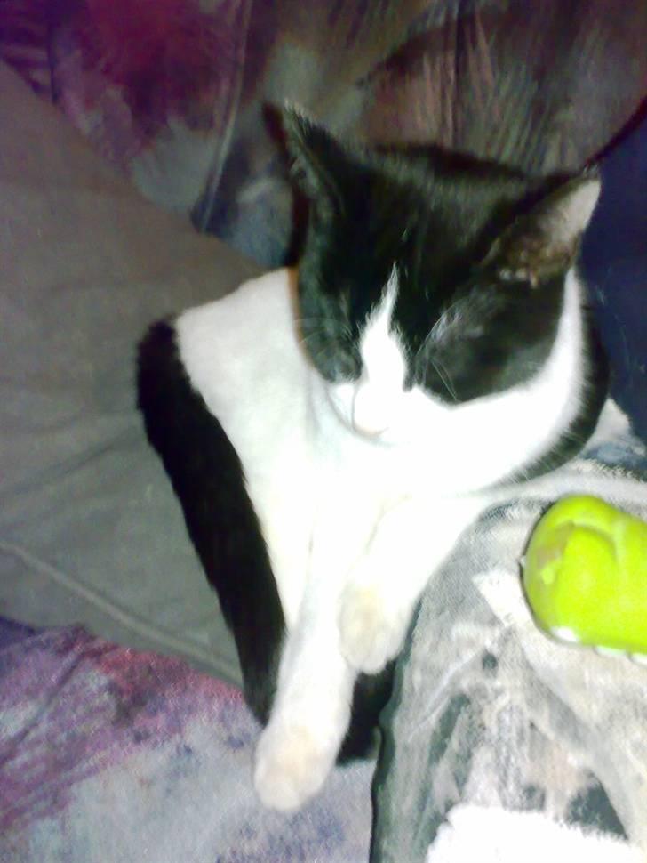 Blanding af racer IB (R.I.P) billede 4