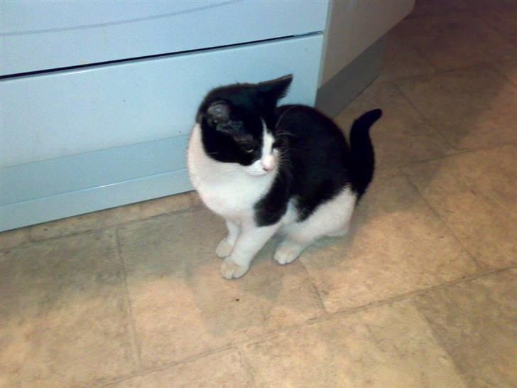 Blanding af racer IB (R.I.P) billede 5