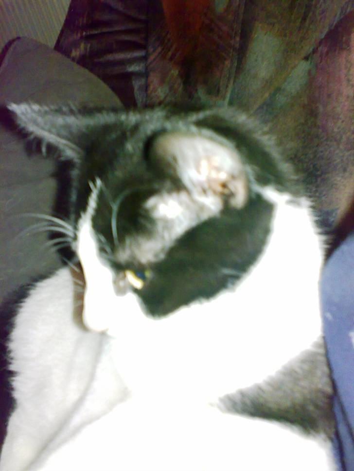 Blanding af racer IB (R.I.P) billede 6