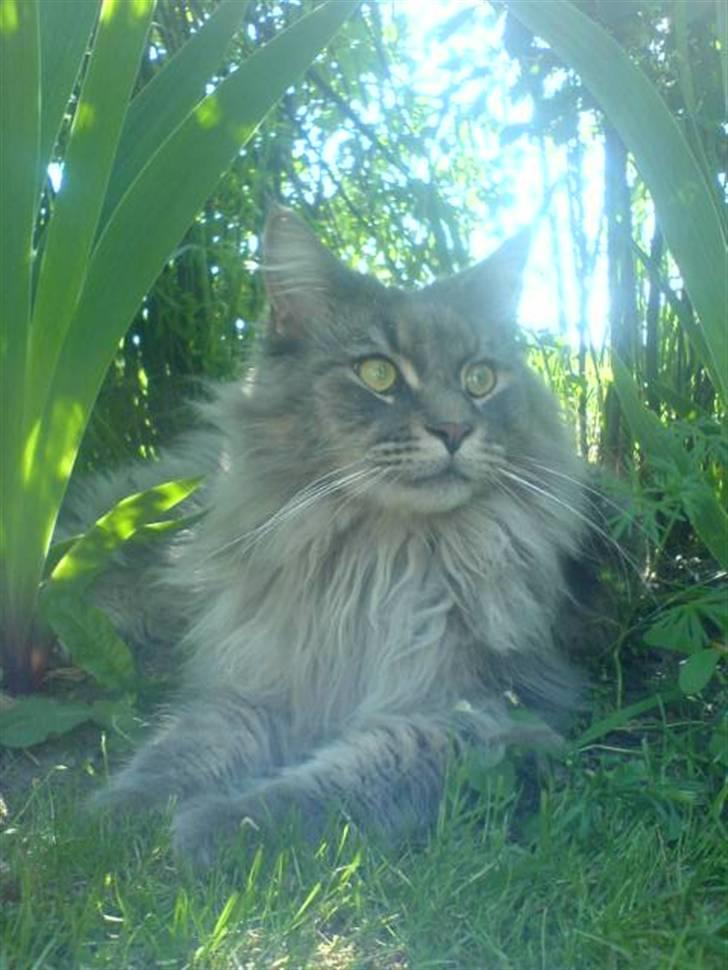 Maine Coon Rafiki - absulut det bedste billede og det nyeste billede 1