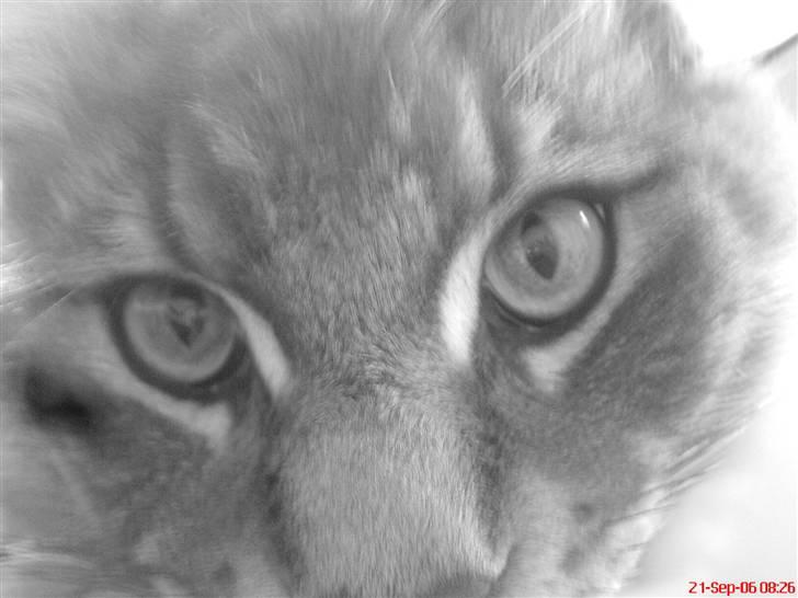 Maine Coon Rafiki billede 2