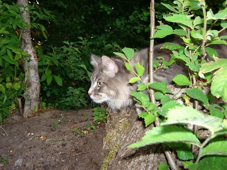 Maine Coon Rafiki - et eller andet gemmre sig i busken billede 3