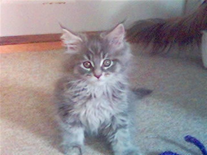 Maine Coon Rafiki - den Aller første gang vi så den lille fis :) billede 4