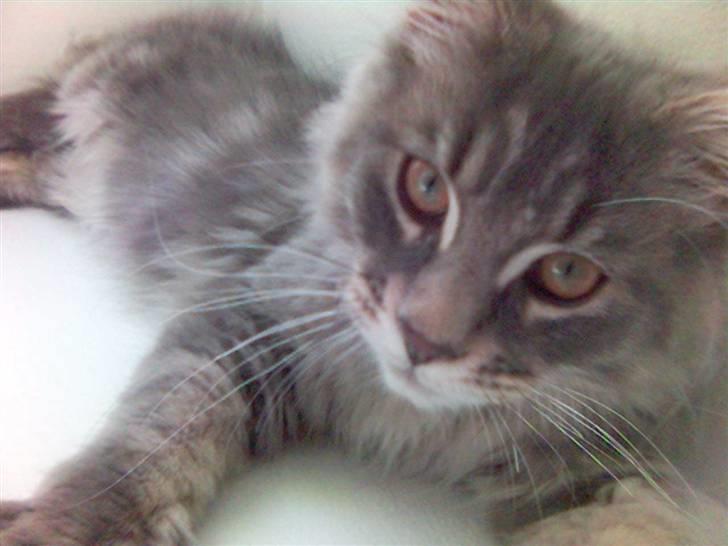 Maine Coon Rafiki - et luksus liv!!  billede 5