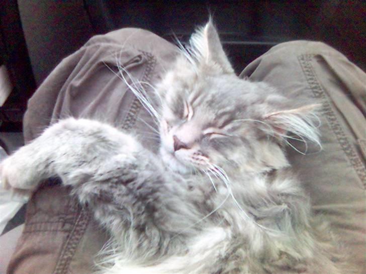 Maine Coon Rafiki - meget træt lille killing efter tur i sommerhus billede 6