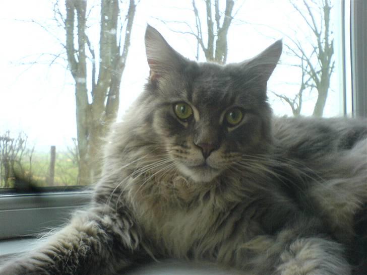 Maine Coon Rafiki billede 7