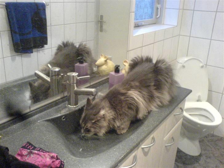 Maine Coon Rafiki billede 8