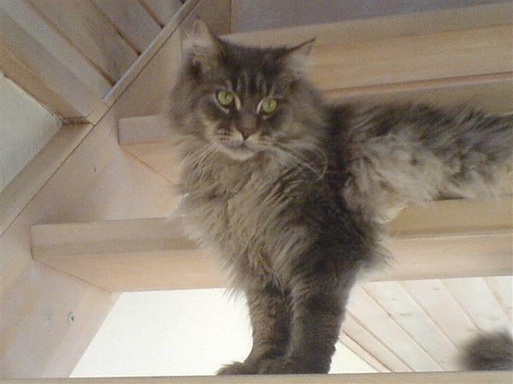 Maine Coon Rafiki - man leger bedst på trappen, så hvis man fejler er man sikker på at ryge ned... :S billede 9