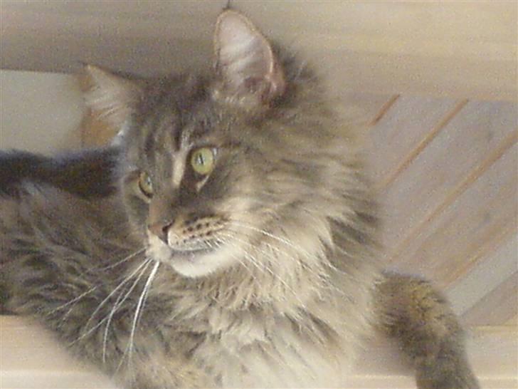 Maine Coon Rafiki billede 10