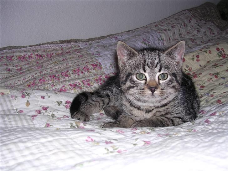 Huskat Gritte. - Bro´ren, til lil´ Gritte! ;´). Han had´ed sådan, et sød´t lil´ an´sigt! :´).  billede 9