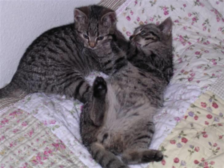 Huskat Gritte. - De´r er de squ´ lil´ hva´! Heh. ;´). De va´r SÅ glad´ for hin´anden! :). billede 10