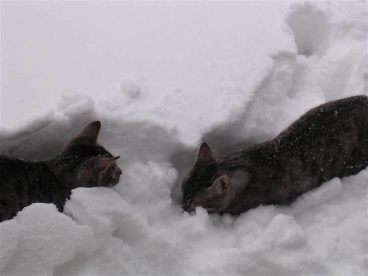Huskat Gritte. - Bro´ren + Grit´! Førs´t gang i sne! ;). De lave´d en mur, og leg´ed! <3. billede 11