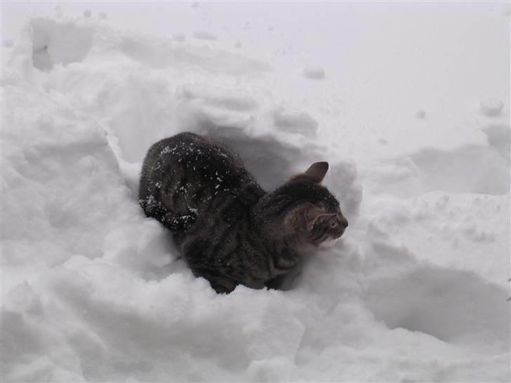 Huskat Gritte. - - Ja! Man har da´ lov til en lil´ pau´se! Heh. ;). <3. billede 12