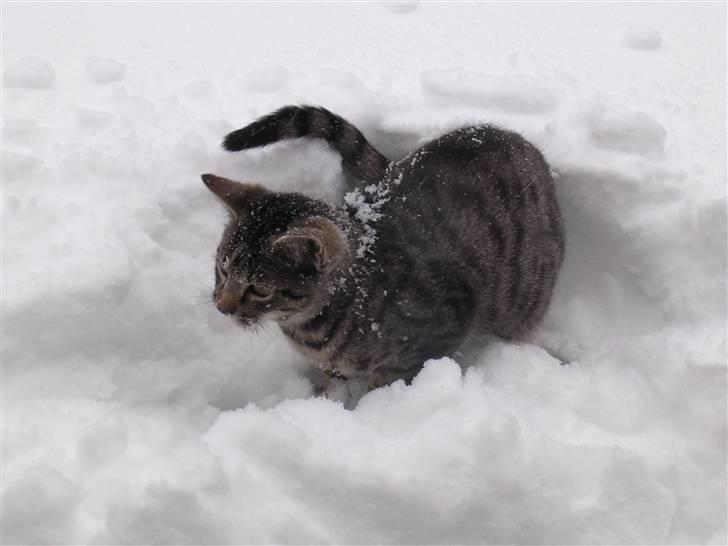 Huskat Gritte. - " Er du kl´ar?" Fo´r nu gå´r det løs! <3. De var SÅ dej´lige samn´! :´). billede 13