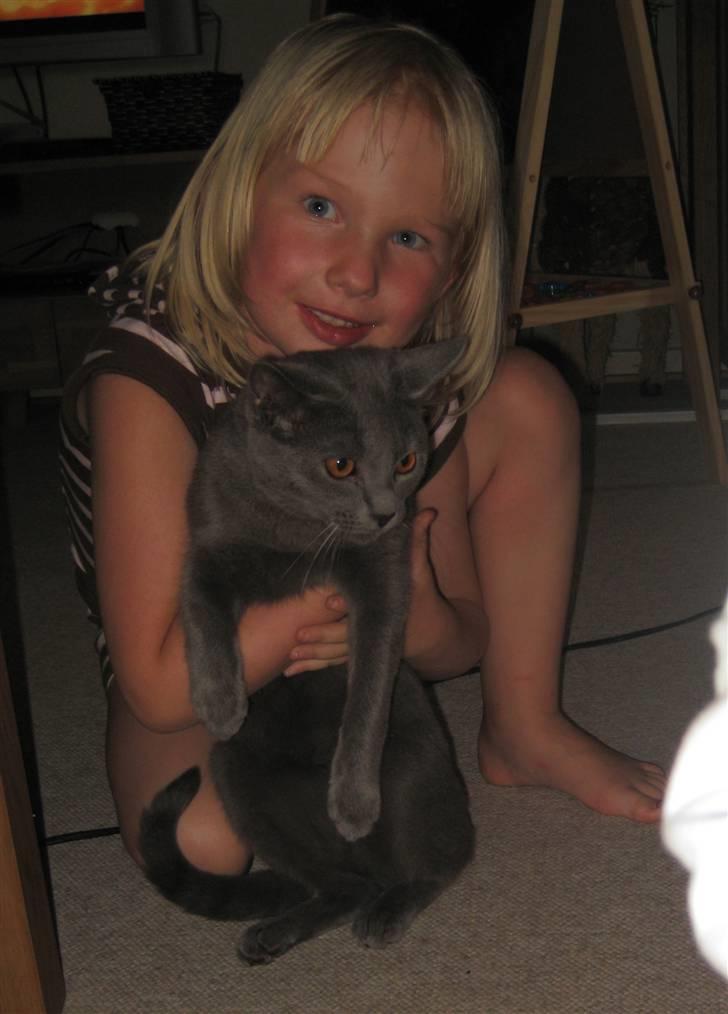 Chartreux Azul v. Gutacker billede 7