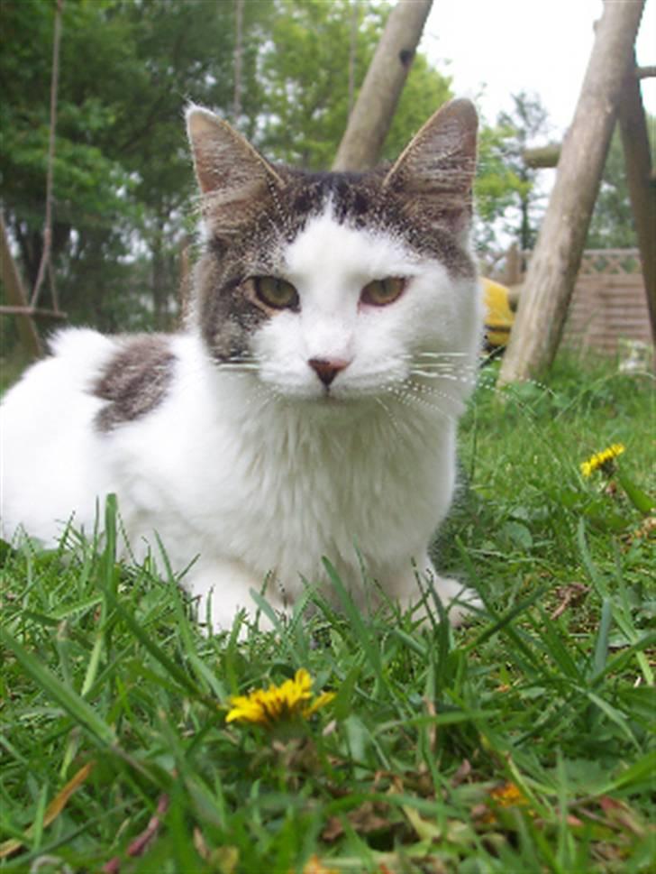 Maine Coon Line P (polydaktyl) - Line 7 mdr billede 11