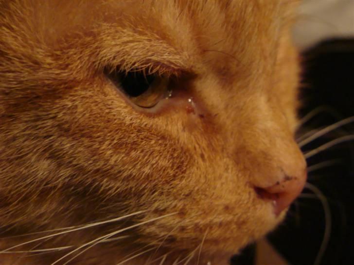Huskat Princess[Savner dig :'( </3] billede 17