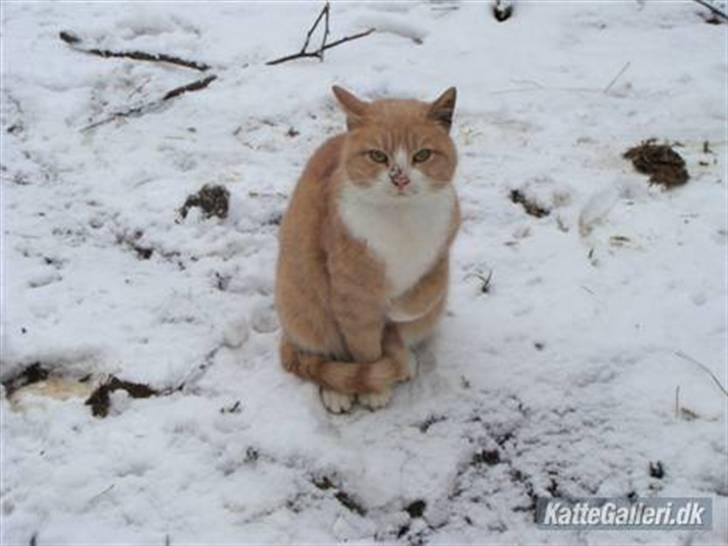 Huskat Ben hur (bor i jylland) billede 1