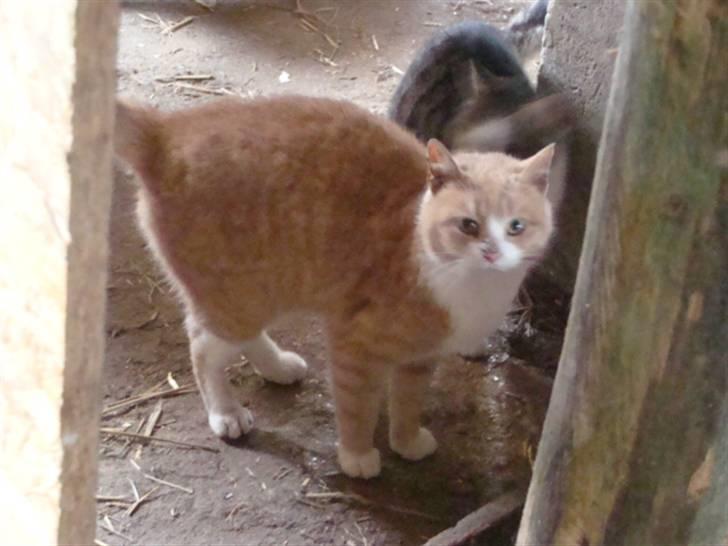 Huskat Ben hur (bor i jylland) billede 2