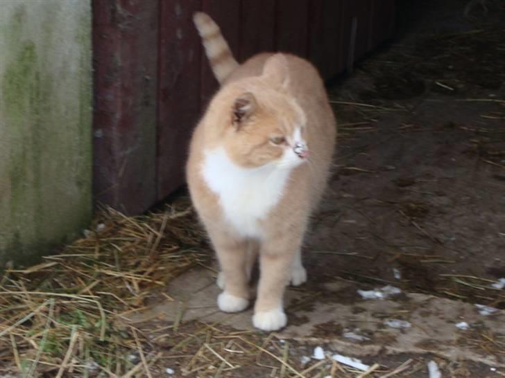 Huskat Ben hur (bor i jylland) billede 3