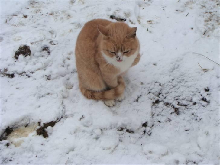 Huskat Ben hur (bor i jylland) billede 4