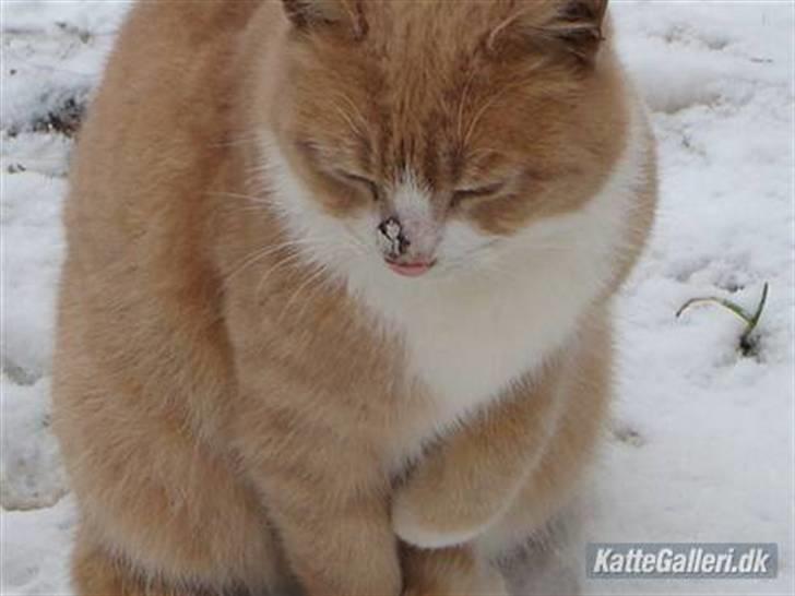 Huskat Ben hur (bor i jylland) billede 5