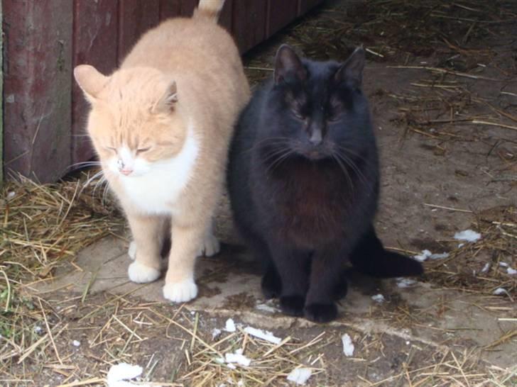 Huskat Ben hur (bor i jylland) billede 6