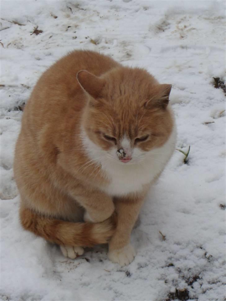 Huskat Ben hur (bor i jylland) billede 7