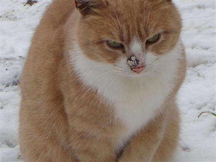 Huskat Ben hur (bor i jylland) billede 9