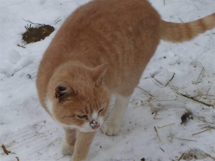 Huskat Ben hur (bor i jylland) billede 10