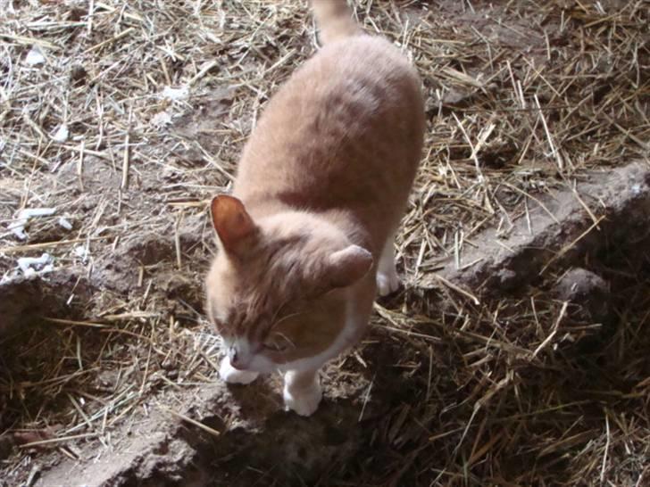 Huskat Ben hur (bor i jylland) billede 11