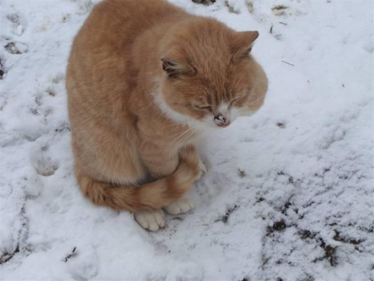 Huskat Ben hur (bor i jylland) billede 12