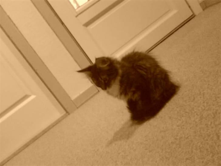 Maine Coon Chili . - Er hun ik sød? :p billede 1