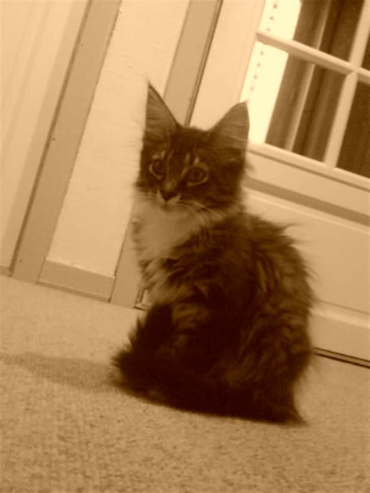 Maine Coon Chili . - Er hun ik dejlig? :O billede 2