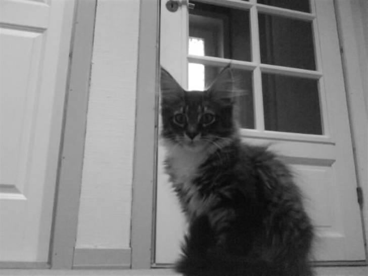 Maine Coon Chili . - Sort hvid!<3 billede 3