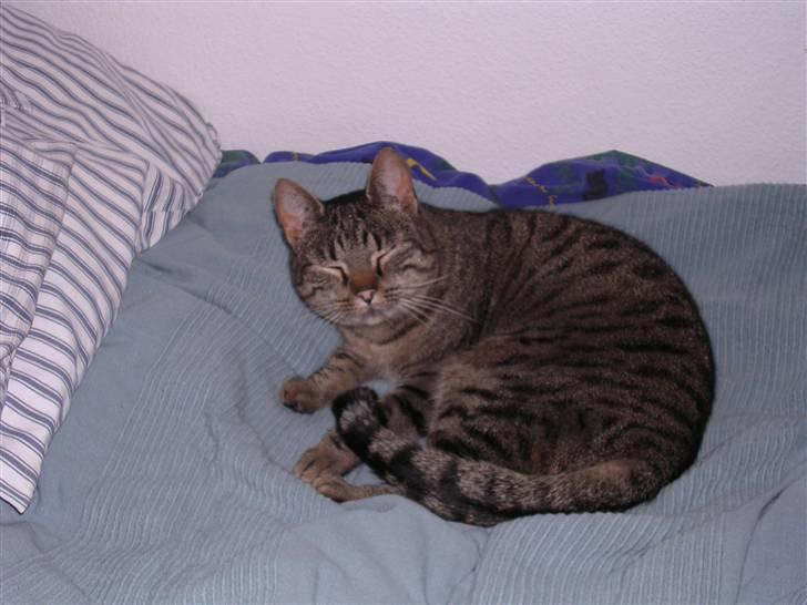 Huskat Gritte. billede 15