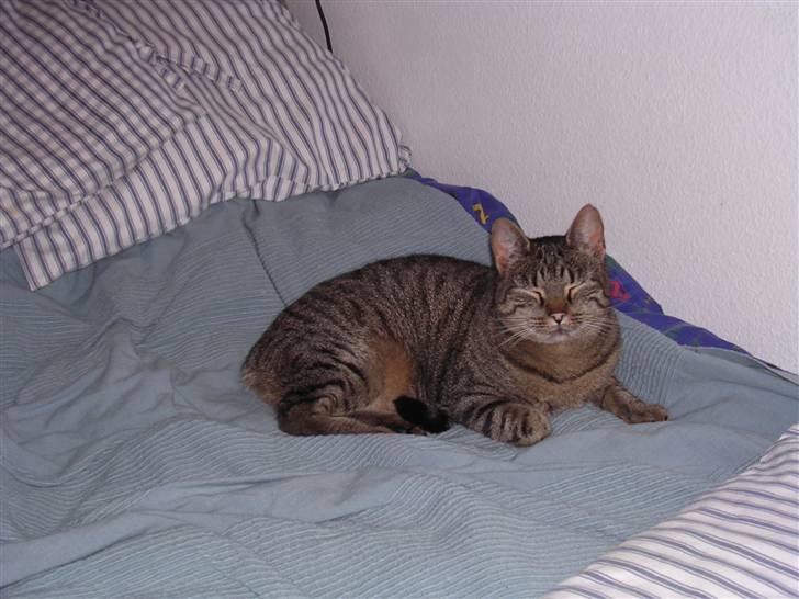 Huskat Gritte. billede 16