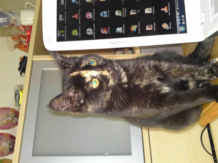 Huskat lilli billede 1