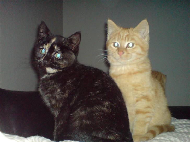 Huskat lilli billede 2