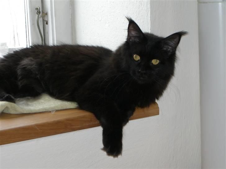 Maine Coon Yesterday - Hvad har vi gang i? billede 1